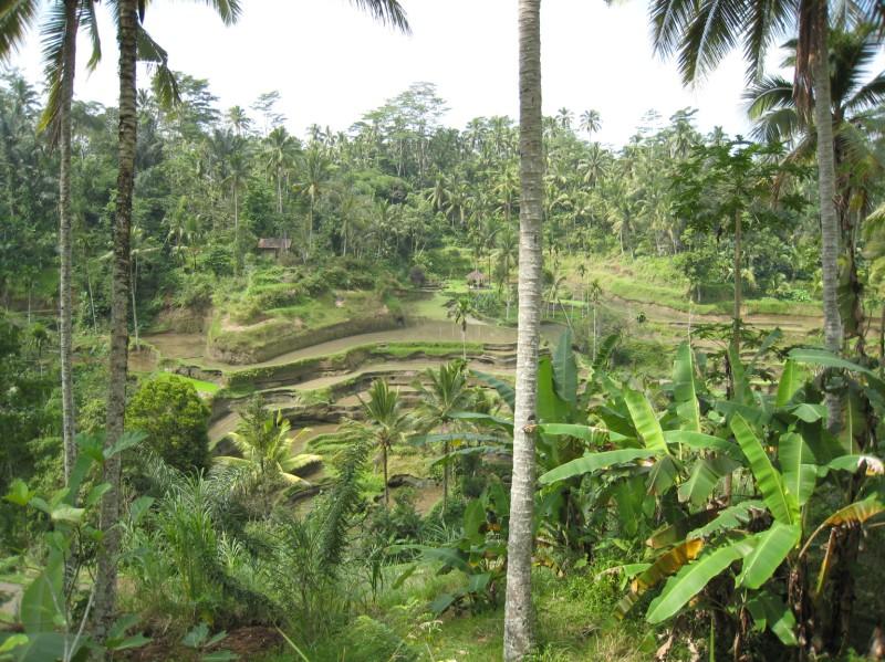 2007 07 17 BALI 0025.jpg